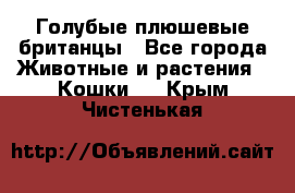 Голубые плюшевые британцы - Все города Животные и растения » Кошки   . Крым,Чистенькая